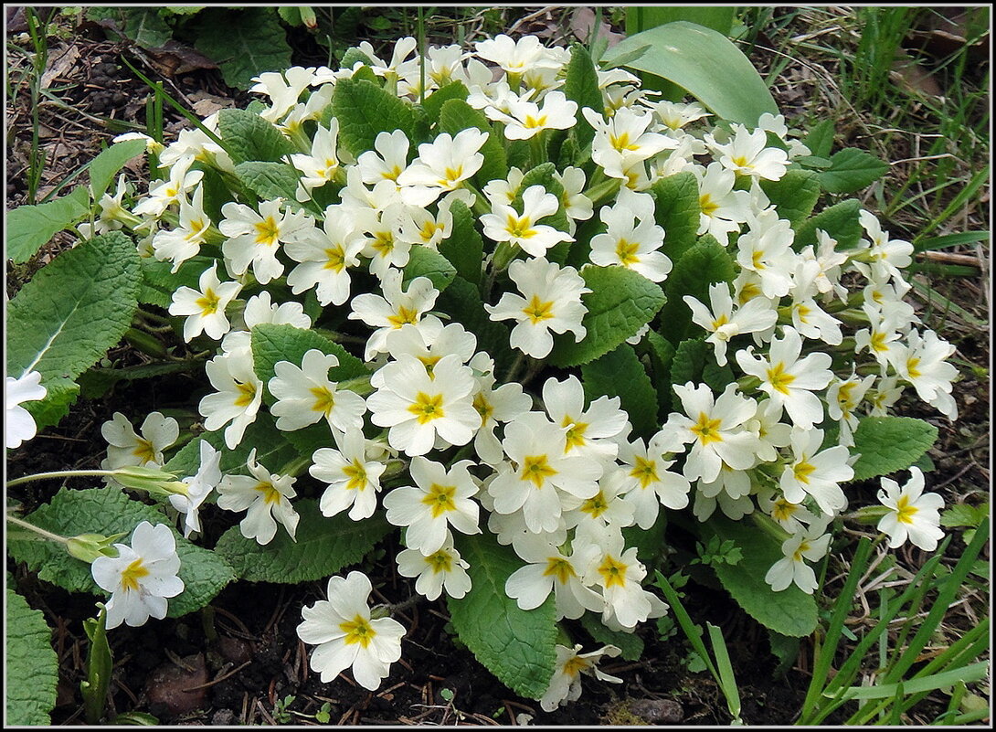 Любима солнцем примула - Ольга Довженко