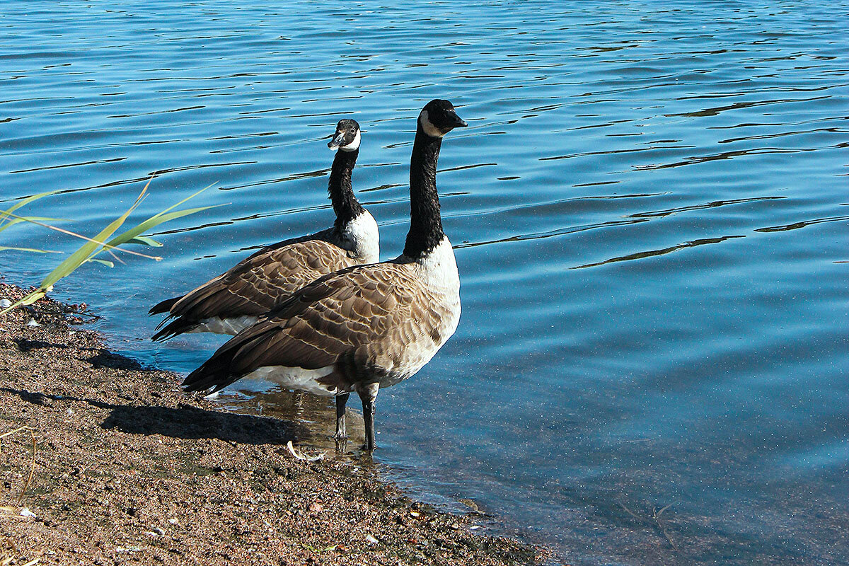 Канадская казарка - Сергей Сомихин