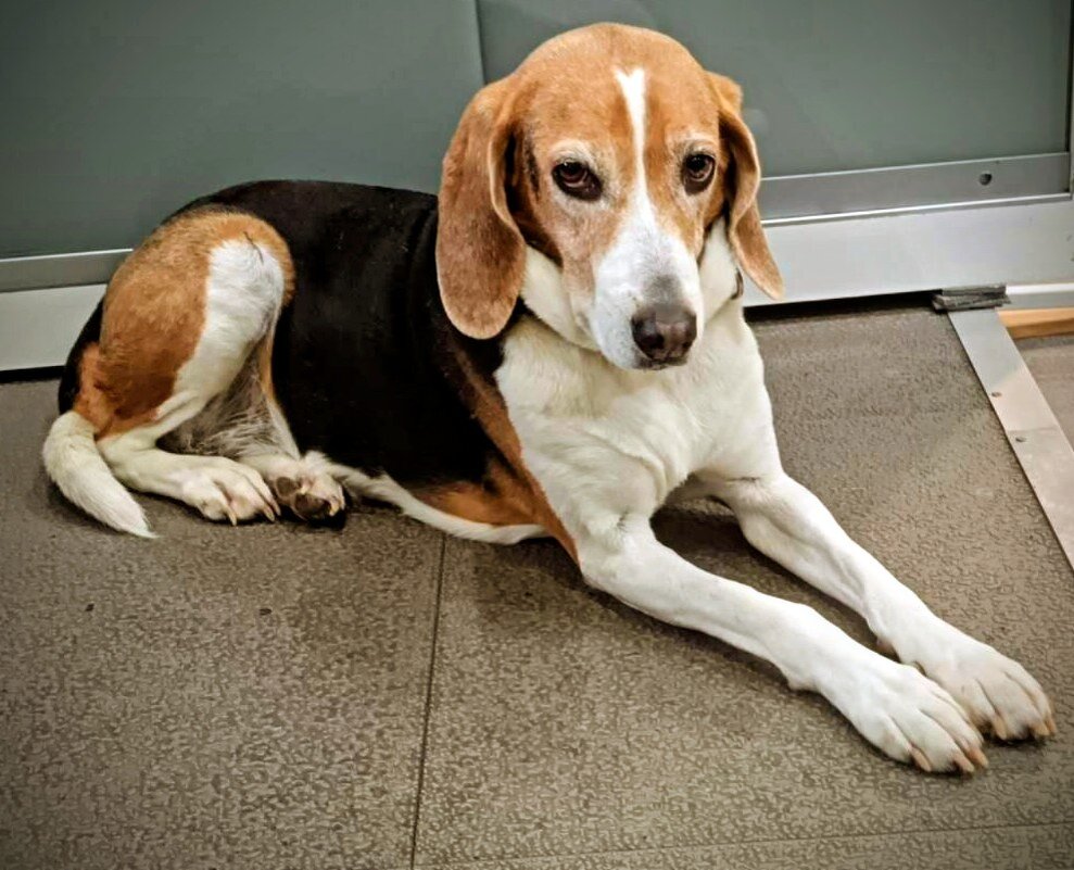 Друг - Георгиевич 