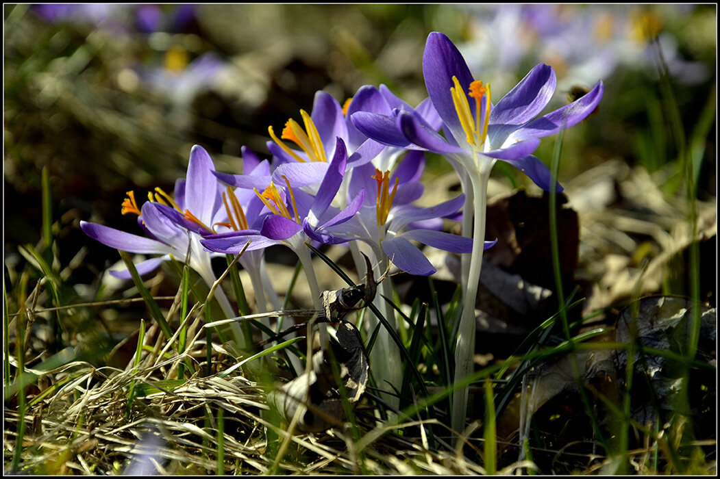 Время крокусов - Aleksandr Gal