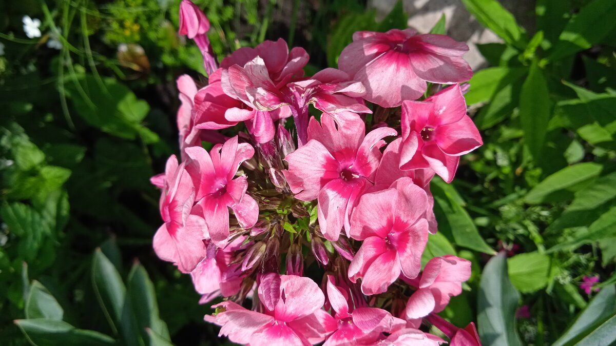 дачное  воронежское - Елена Шаламова