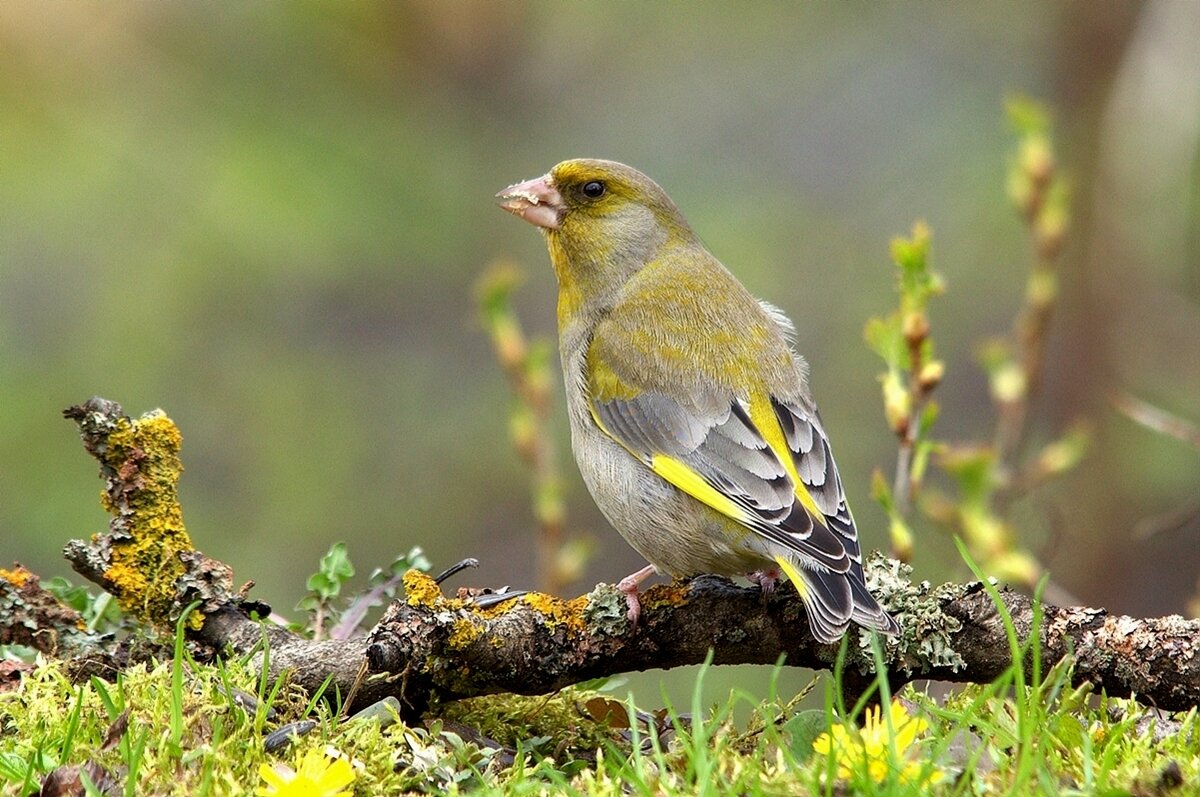 ... - Вячеслав Минаев