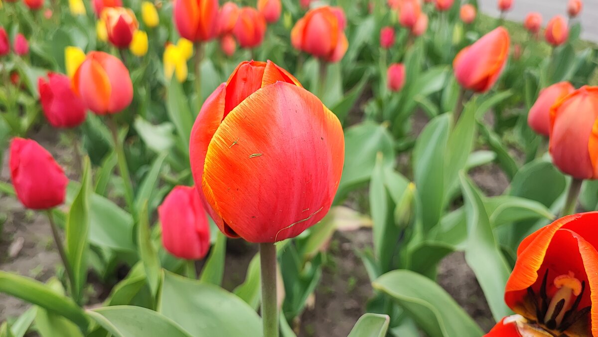 ,,, - Сергей Тимоновский