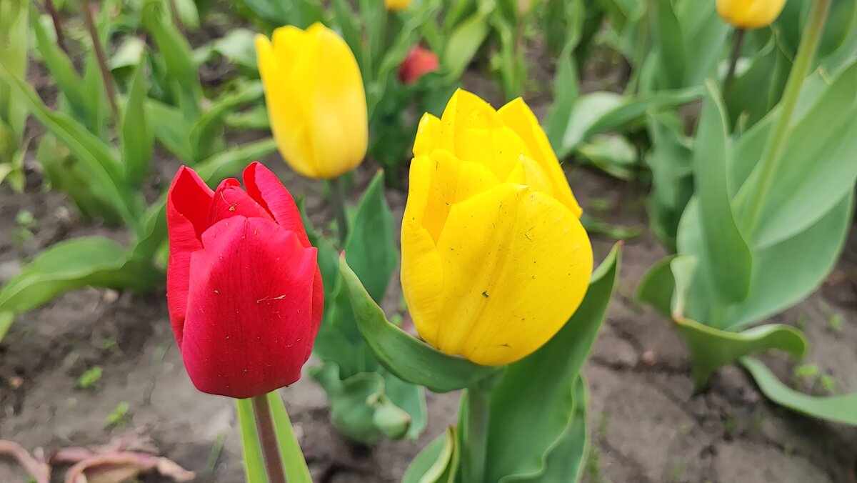 ,,, - Сергей Тимоновский