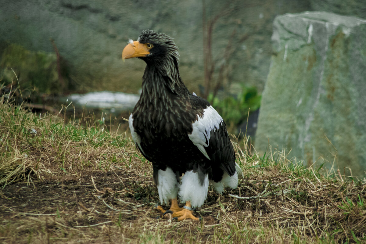 Белоплечий орлан - Уже ВЕСНА - Владимир Максимов