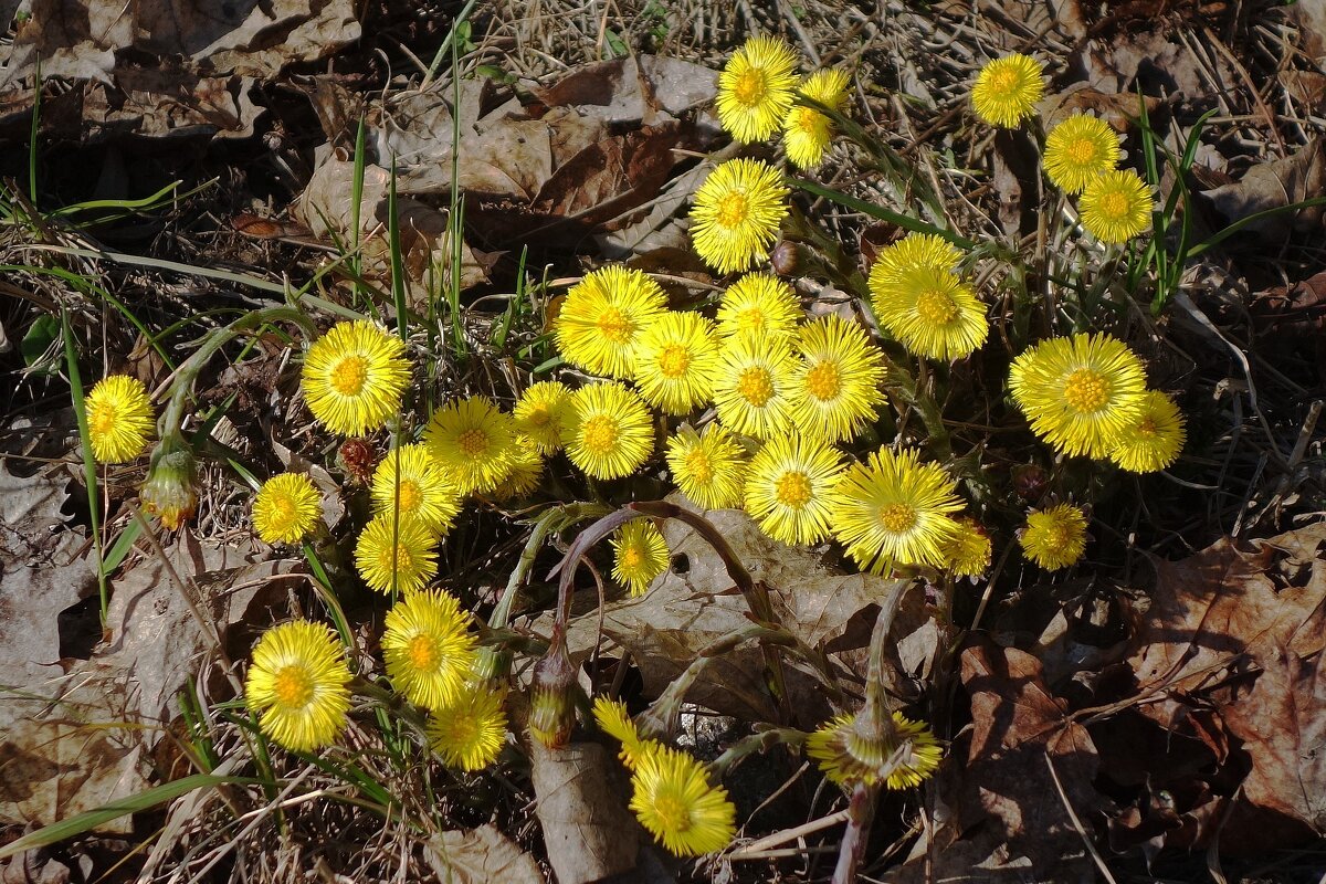 Мать-и-мачеха - Рита Симонова
