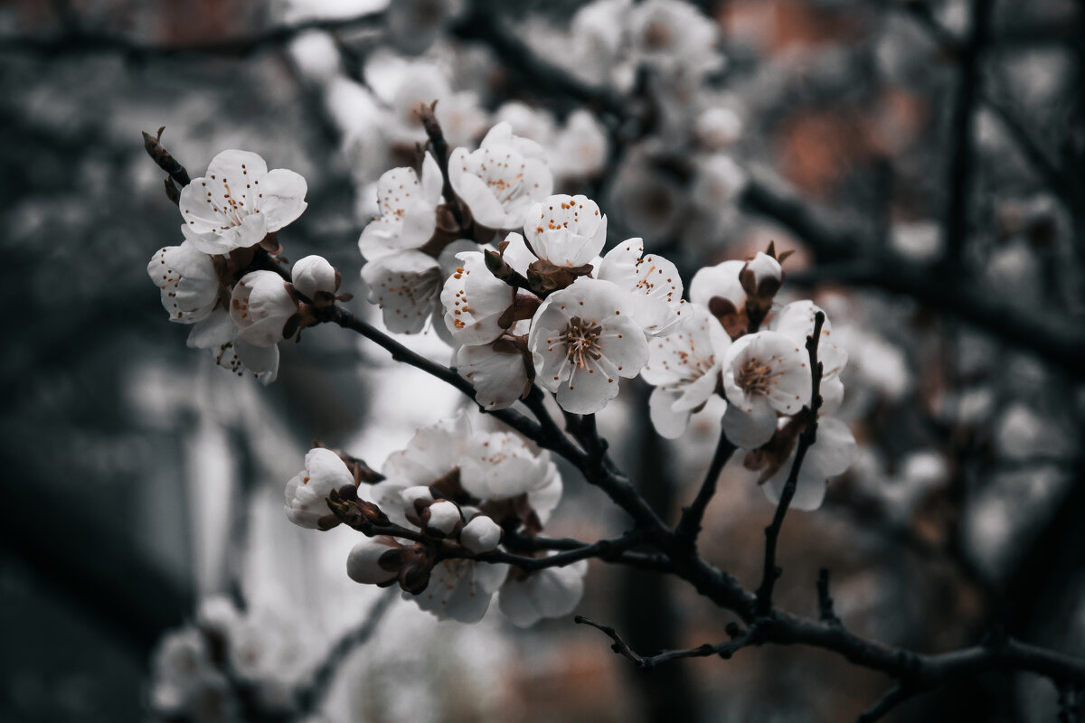 Абрикос цветёт, несмотря на холод. - Игорь Шевченко