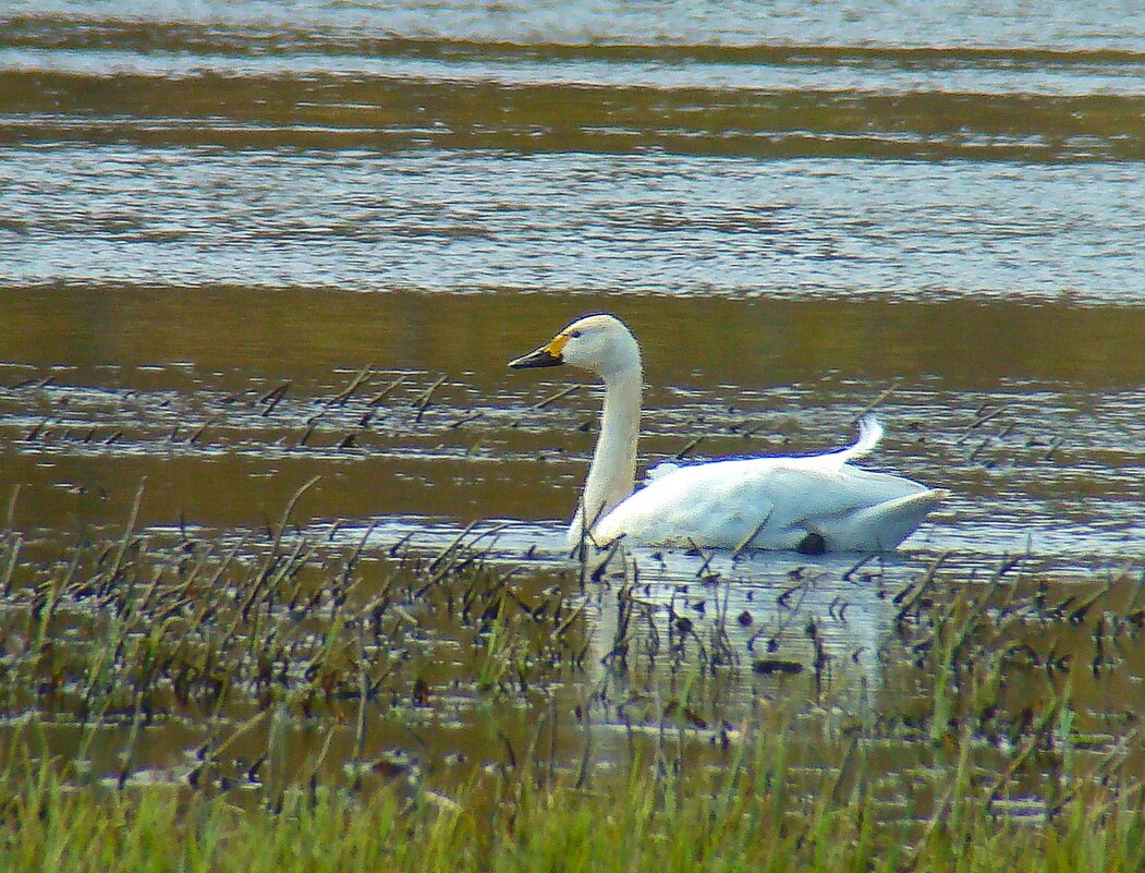 малый или тундровой лебедь - gawrilа - dan
