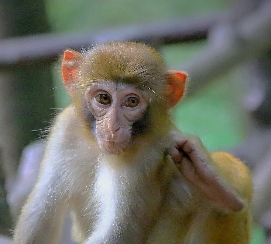 эмоции терзают... - Andrey Bragin 