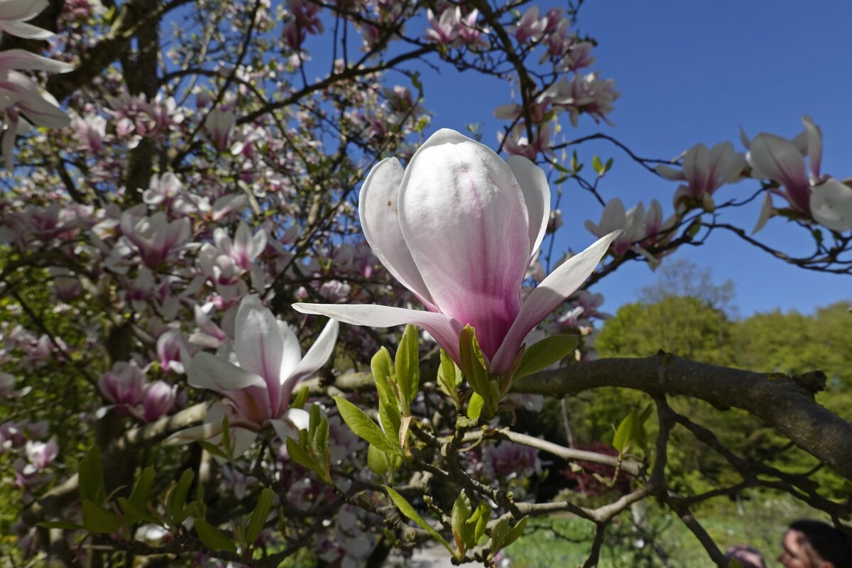 Ах, как Магнолия прекрасна... - Галина 