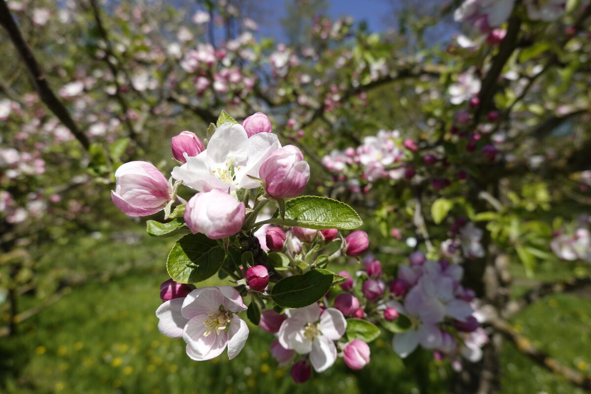 Розовая нежность – Яблони в цвету... - Галина 