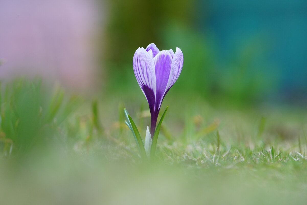 Один среди травы - Иван Литвинов