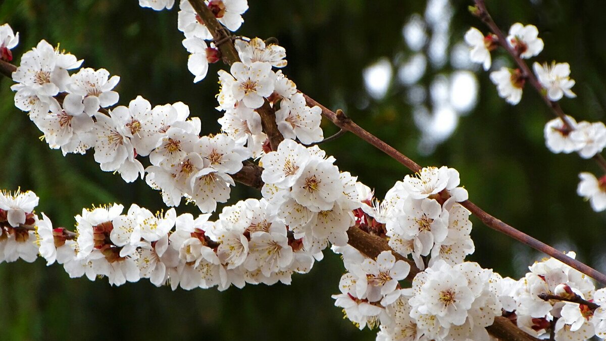 Цвет фруктовых деревьев в городе. - Милешкин Владимир Алексеевич 