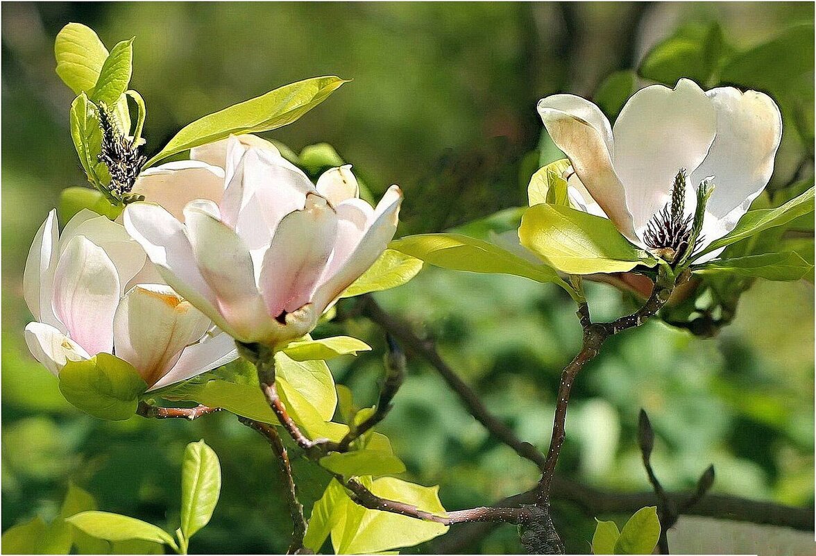 Весна - ZNatasha -