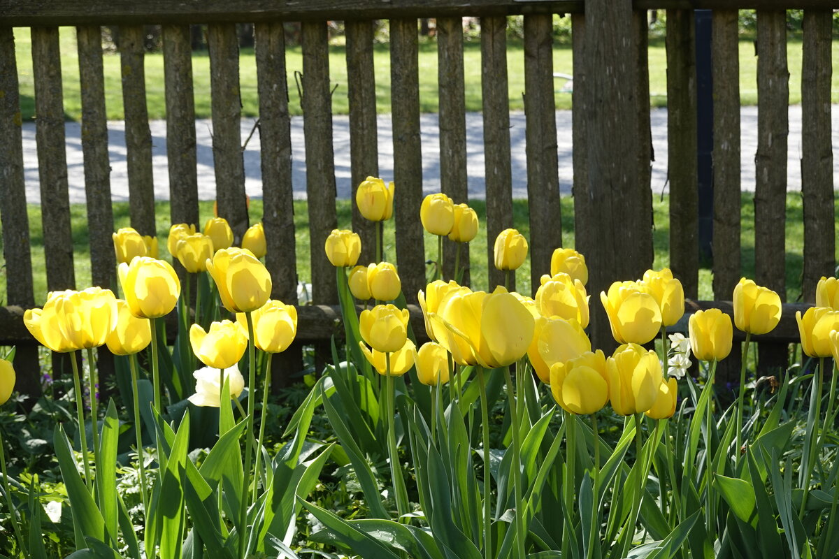 Ах, эти жёлтые тюльпаны. Такие яркие цветы!... - Галина 