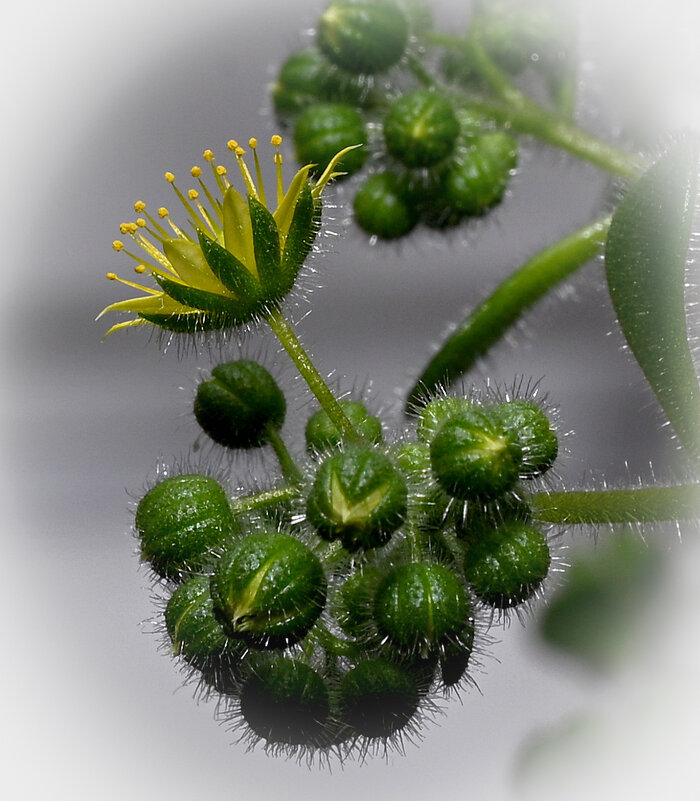 Аихризон - Aleksandr .