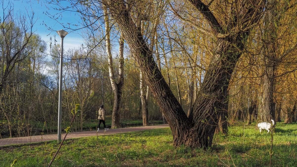 Прогулки в весеннем парке - юрий поляков