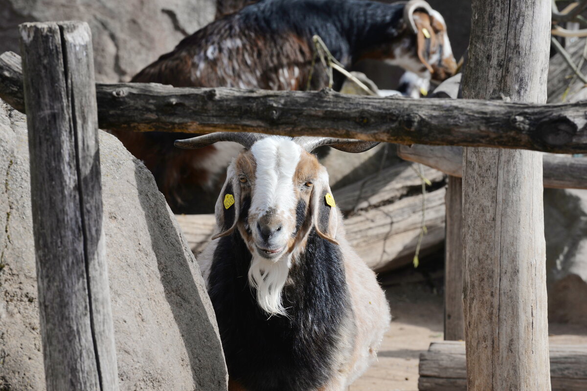 лейпциг2026 - Алексей Короткевич