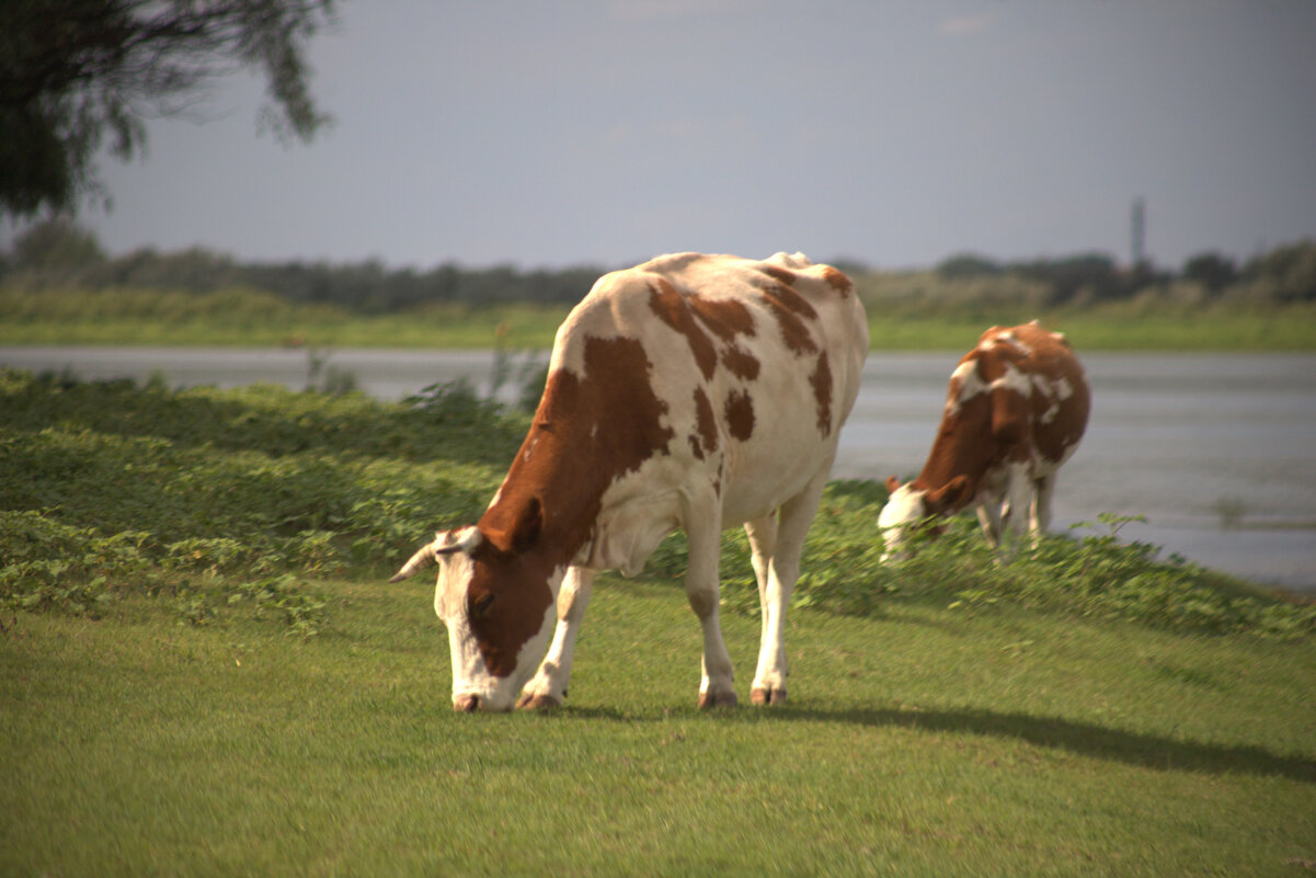 Коровы Астраханской области - Татьяна Салиева