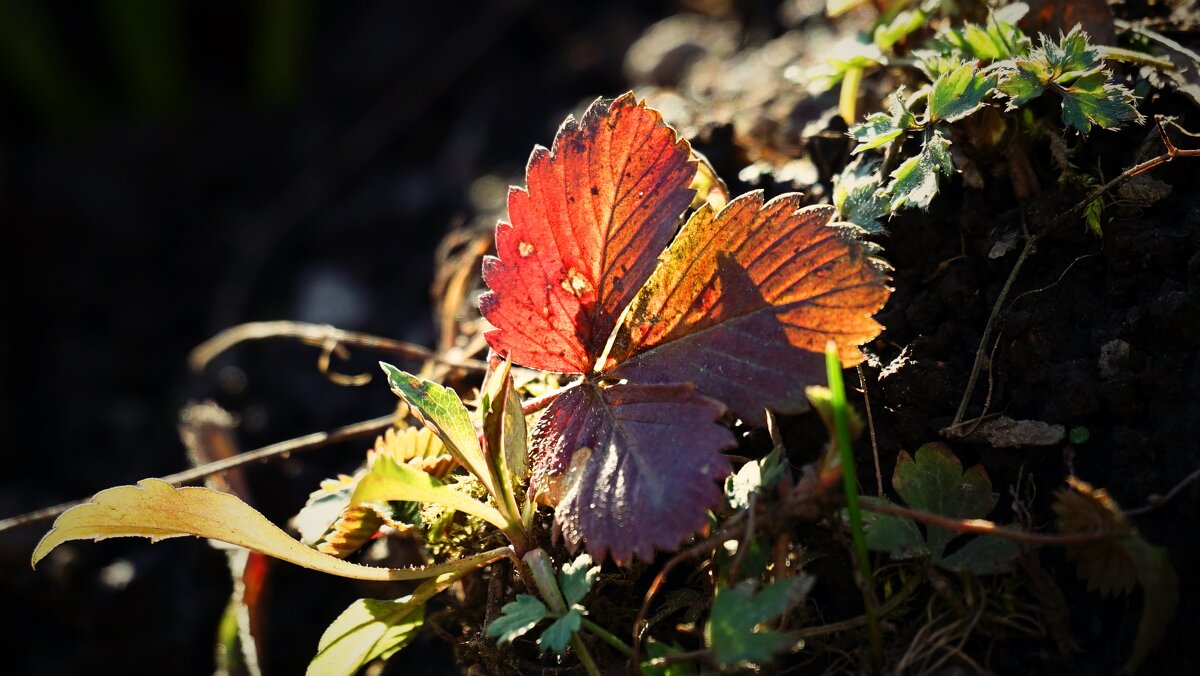 Растительная жизнь. Веснаудалитьредактировать - Андрей Литов