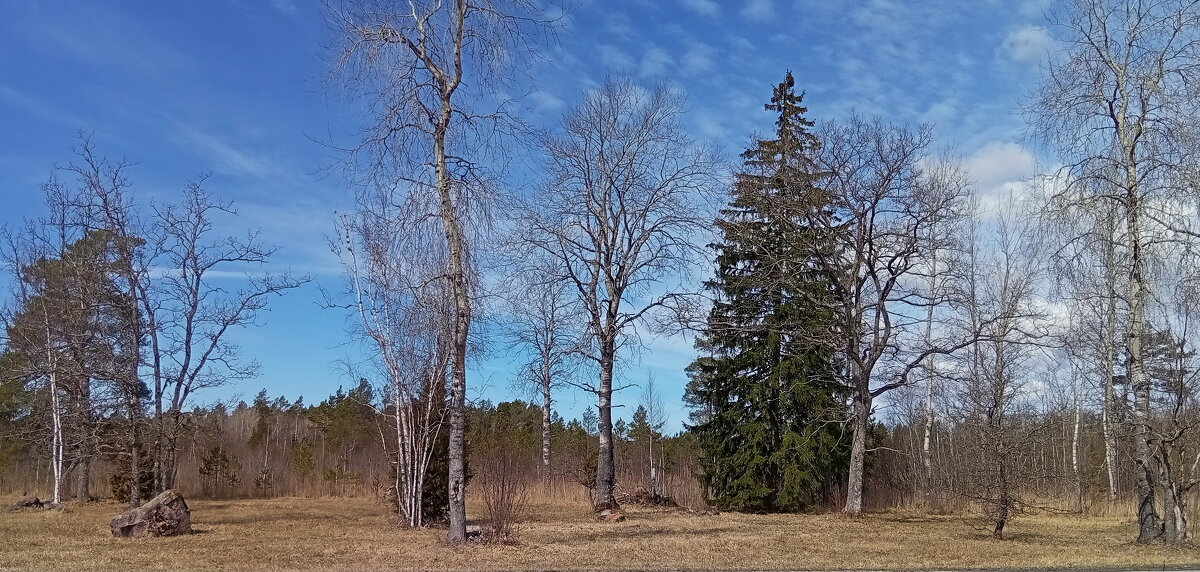 Оттенки весеннего дня .. - Татьян@ Ивановна