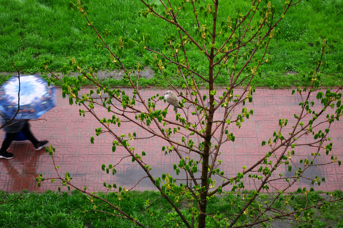 дождь2 - Александр Лычагин