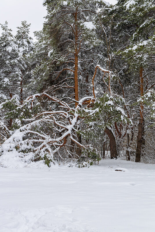 Пейзаж весны со снегом - Александр Синдерёв
