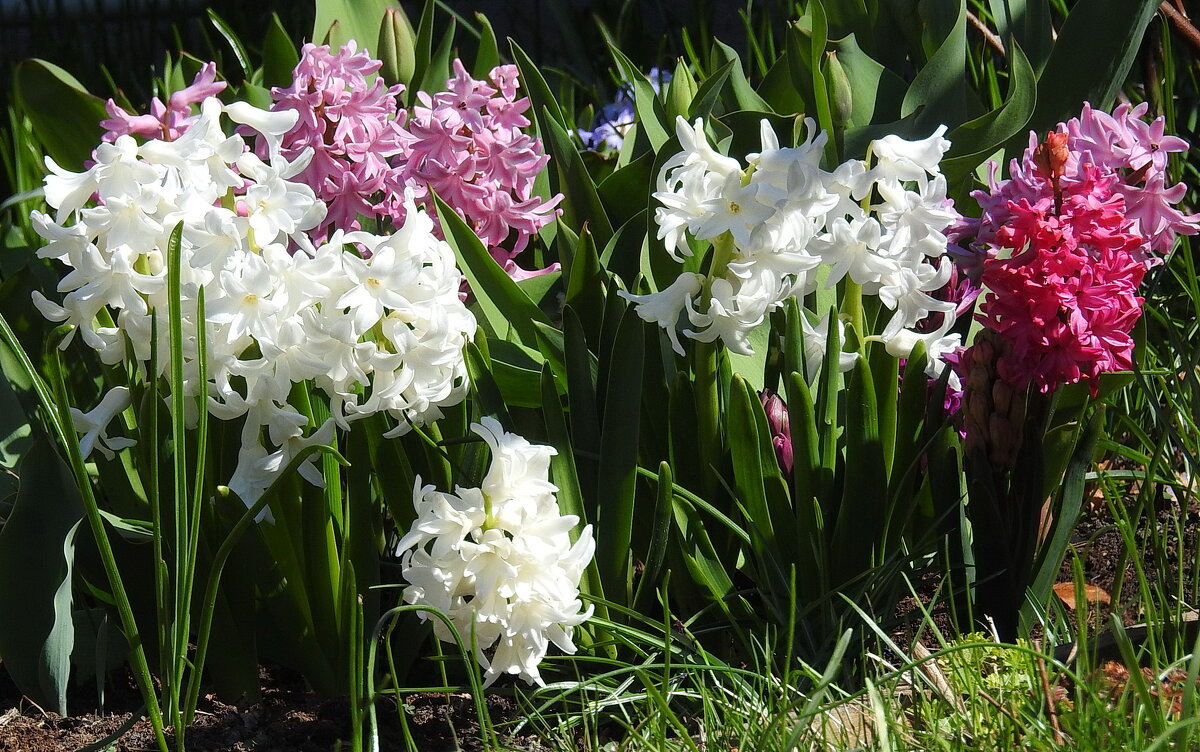 гиацинты - ИННА ПОРОХОВА