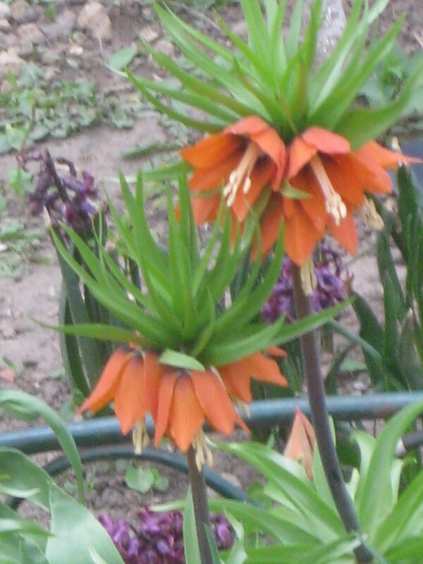 Рябчик императорский - Дмитрий Никитин