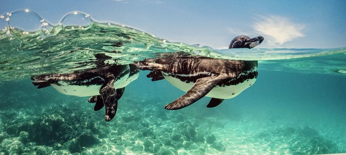 ВЕДУЩИЙ... - Валерий Кокорев