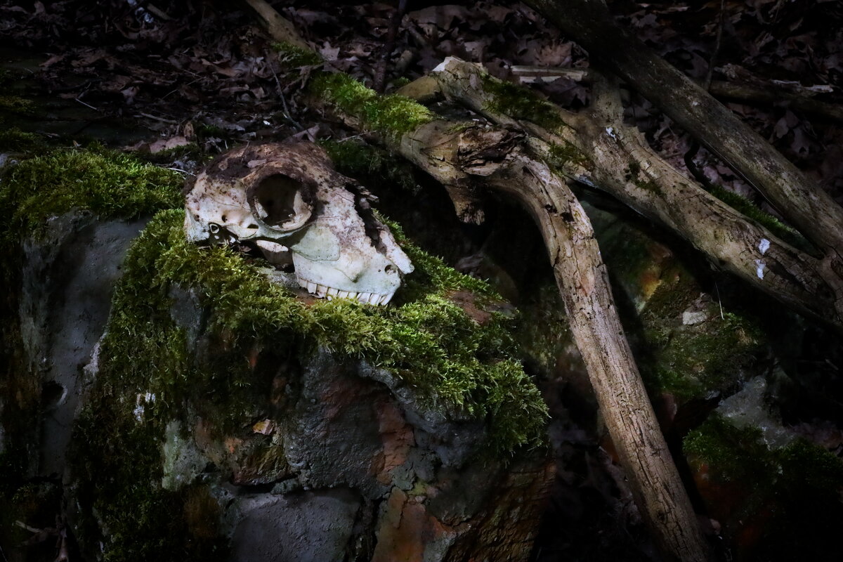 череп овечки, находка в лесу - Артём Евтюхов