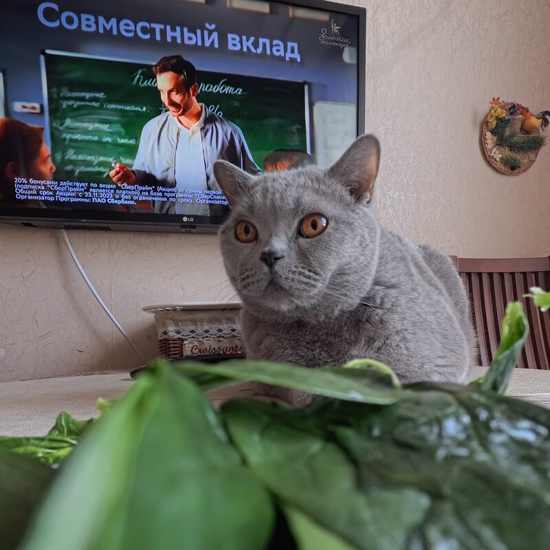 А зелень "вкласть" можно? - Лютый Дровосек