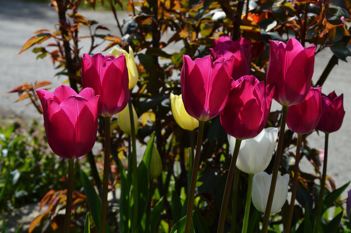 "Гимн солнечному  Утру...." - Надежда Куркина 
