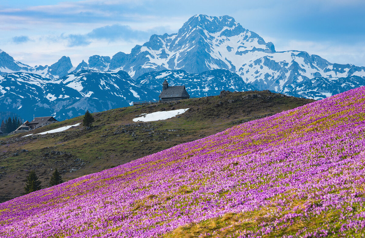 Цветение крокусов - Сергей Титов