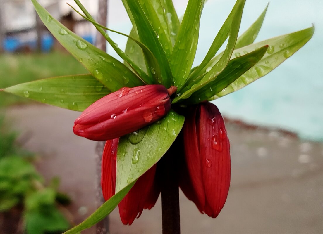 Рябчик императорский - светлана льдокова