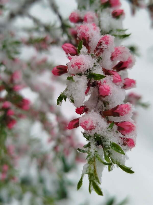 Миндаль в снегу - светлана льдокова