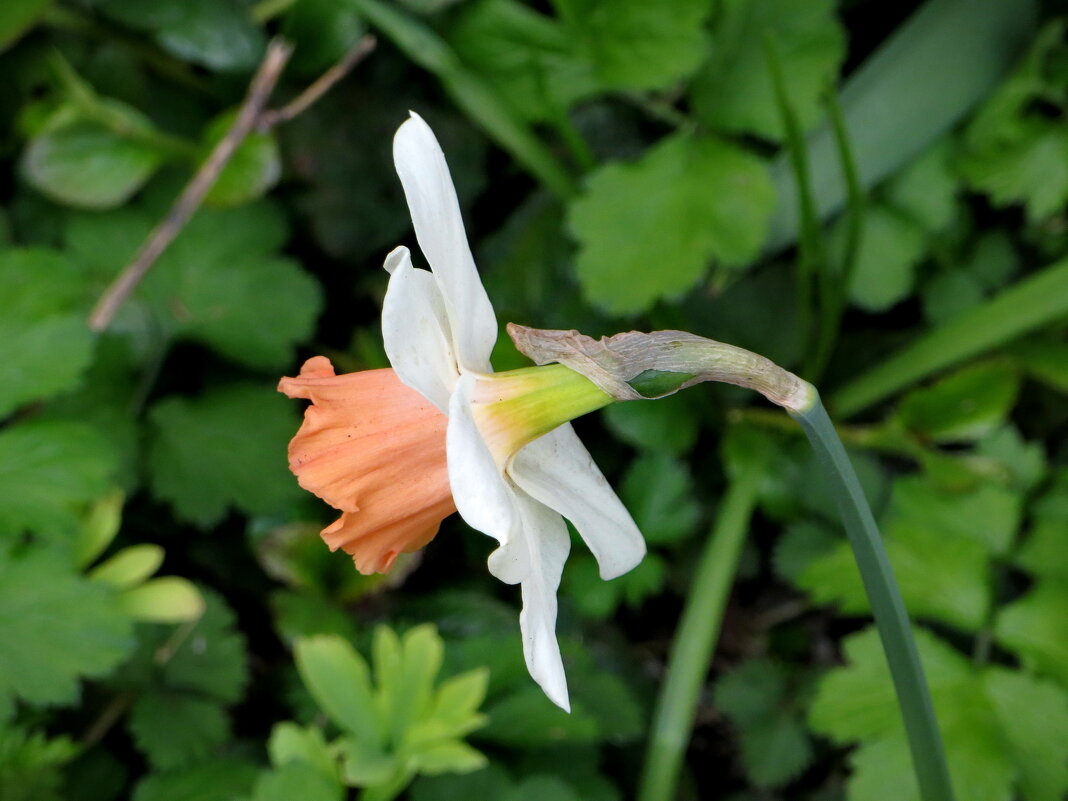 И до нас дошло время нарциссов - Александр Чеботарь