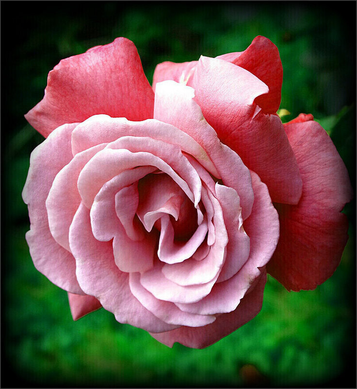 Нежная розочка из сада - Наталья ***