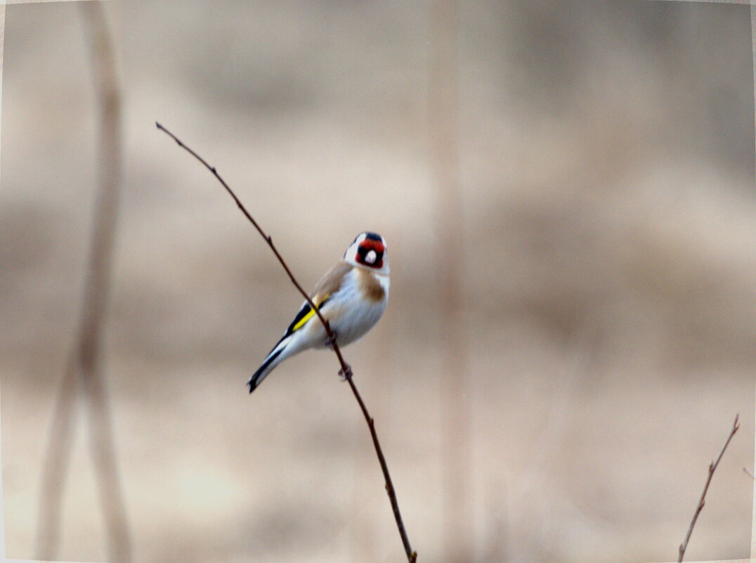 Щегол - Сергей Владимирович Егоров
