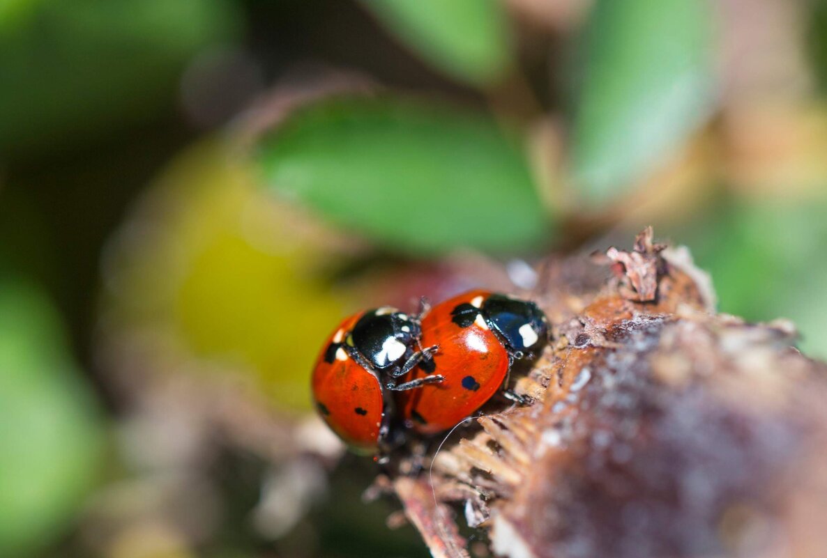 Это любовь - Светлана Тихонина