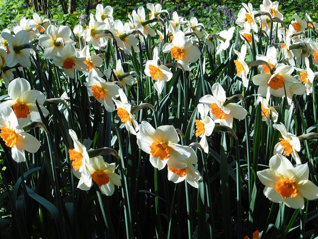 Полянка нарциссов - Лидия Бусурина