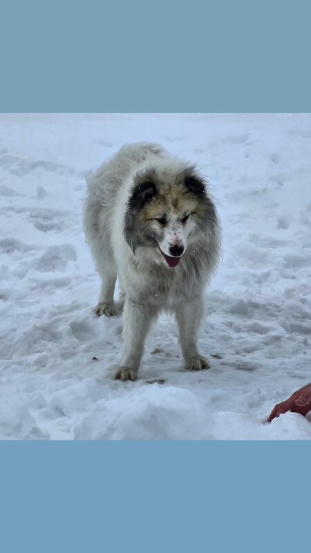 Чукотский пушистик. - Татьяна Чаброва