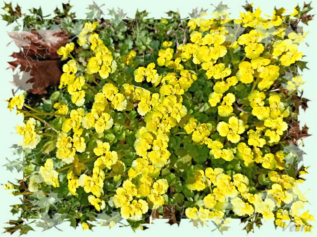 Селезёночник очерёднолистный - Veera V