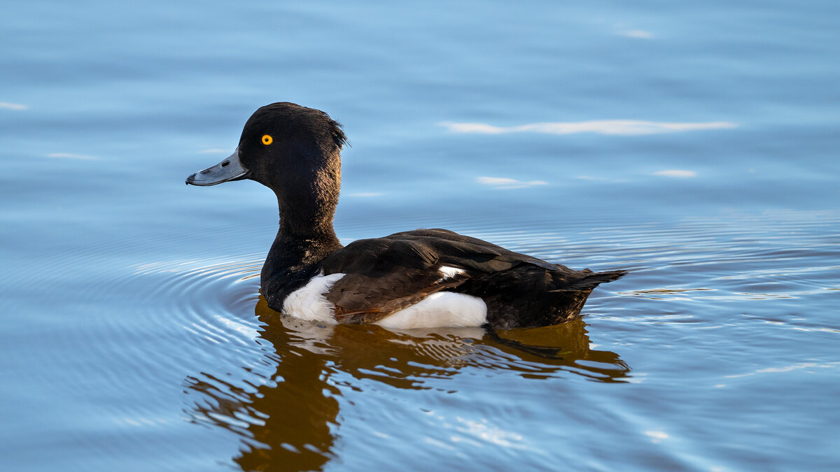 Хохлатая чернеть (хохлатый нырок) - Владимир Лазарев