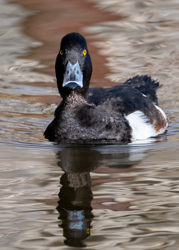 Хохлатая чернеть (хохлатый нырок) - Владимир Лазарев