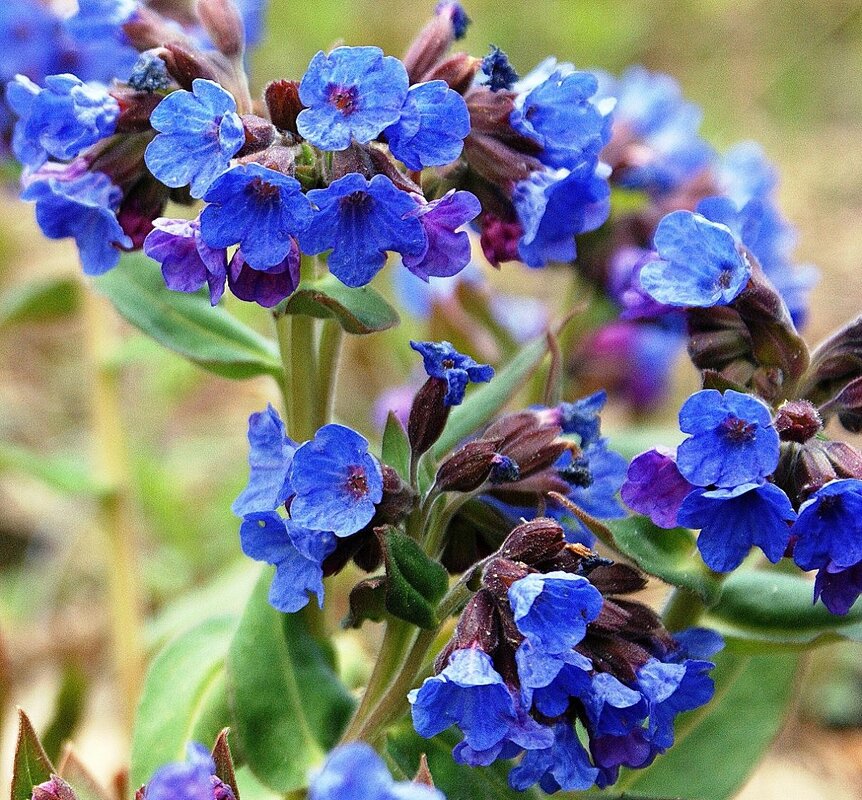 Медуница - Галина Нестратова