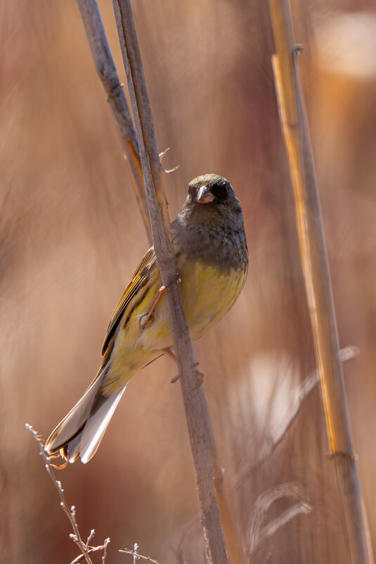 седоголовая овсянка (Emberiza spodocephala) - Сергей Флетчер
