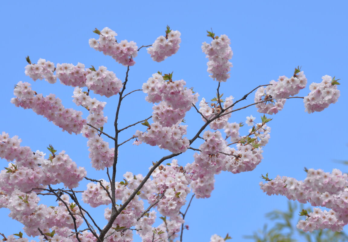 лейпциг2026 - Алексей Короткевич