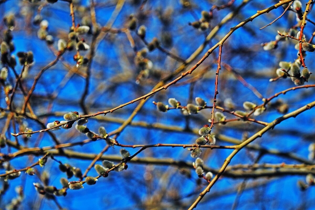Май...Цветет верба! - Владимир 