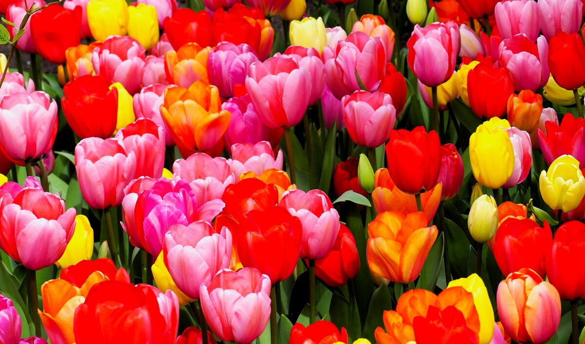 Королевство цветов(серия) - Владимир Манкер